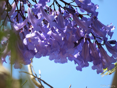 Jacaranda brasiliana