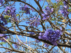 Jacaranda brasiliana