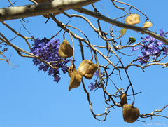 Jacaranda brasiliana