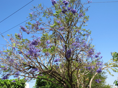 Jacaranda brasiliana
