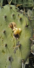 Cactophagus spinolae