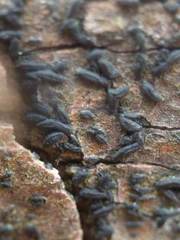 Hysterium angustatum