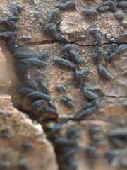 Hysterium angustatum