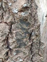 Pseudoschismatomma rufescens