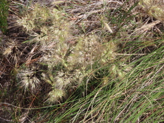 Pentameris heptameris