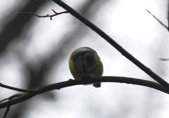 Cyanistes caeruleus