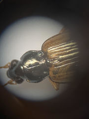Bembidion corgenoma