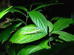 Ocnophiloidea regularis