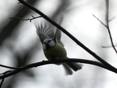 Cyanistes caeruleus