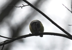 Cyanistes caeruleus