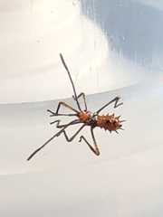 Leptoglossus clypealis