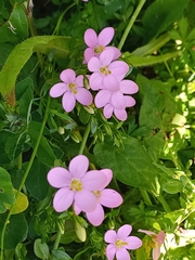 Sabatia angularis