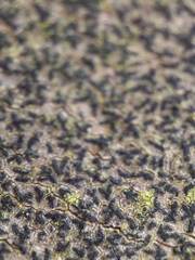 Pseudoschismatomma rufescens