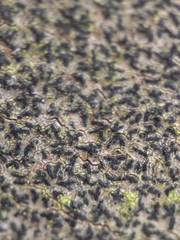 Pseudoschismatomma rufescens