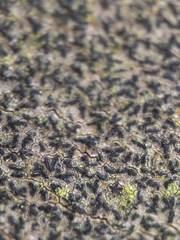 Pseudoschismatomma rufescens