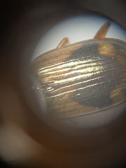 Bembidion corgenoma