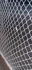 Pterygota