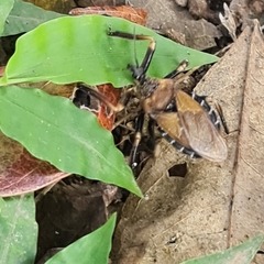 Apiomerus barrocoloradoi