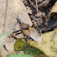 Apiomerus barrocoloradoi