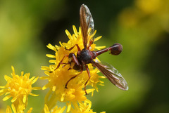 Physocephala marginata