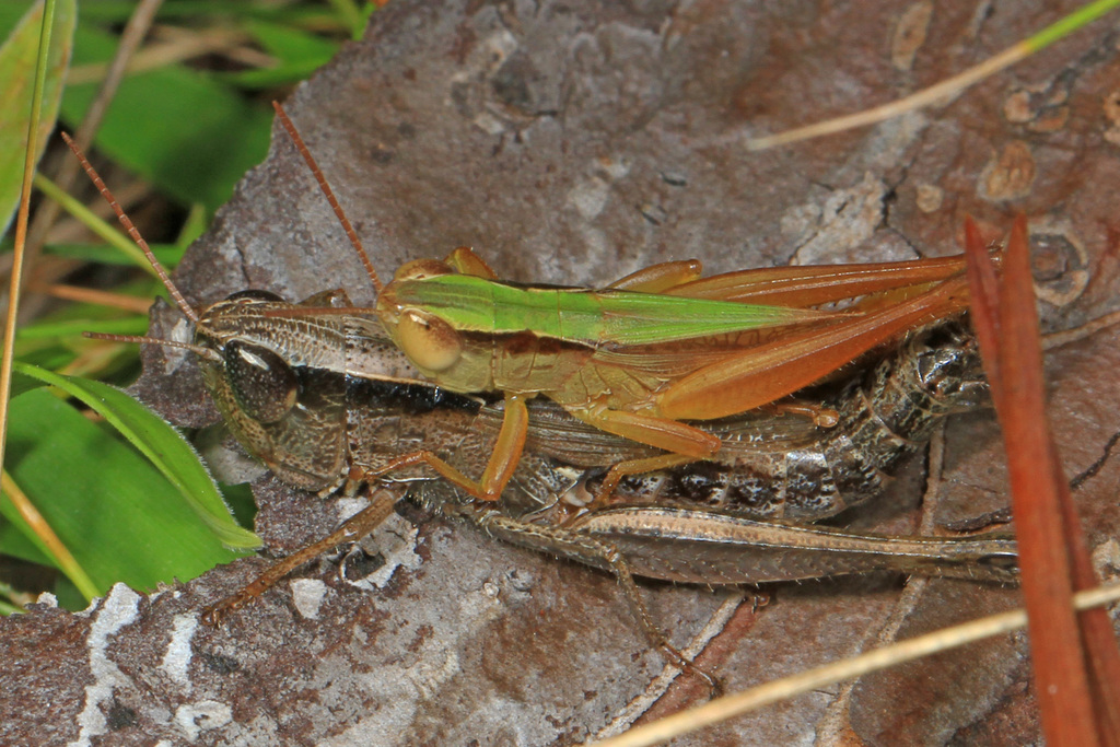 Elegant Grasshopper