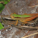 Elegant Grasshopper - Photo (c) Judy Gallagher, some rights reserved (CC BY-SA), uploaded by Judy Gallagher