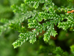 Selaginella microphylla