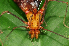 Ventrivomer ancyrophorus