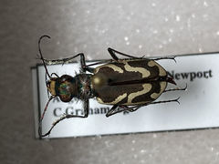 Cicindela bellissima
