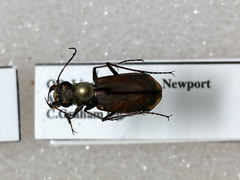 Cicindela bellissima