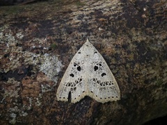 Herminodes atrosignata