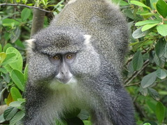 Cercopithecus mitis labiatus