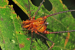 Ventrivomer ancyrophorus