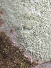 Lecanora expallens