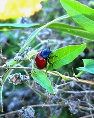Chrysolina lutea
