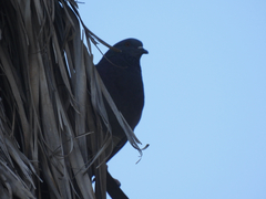 Columba livia