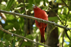 Piranga rubra