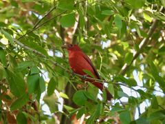 Piranga rubra
