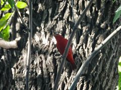 Piranga rubra
