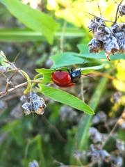 Chrysolina lutea