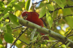 Piranga rubra