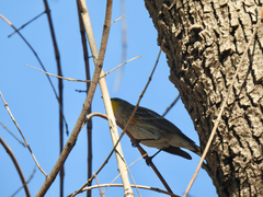Setophaga coronata auduboni