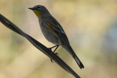 Setophaga coronata auduboni