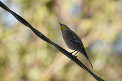Setophaga coronata auduboni