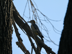 Melanerpes aurifrons