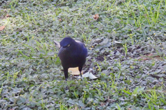 Quiscalus mexicanus