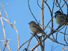 Passer domesticus