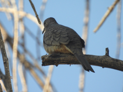 Columbina inca