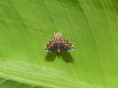 Ladoffa sannionis