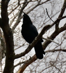 Corvus brachyrhynchos